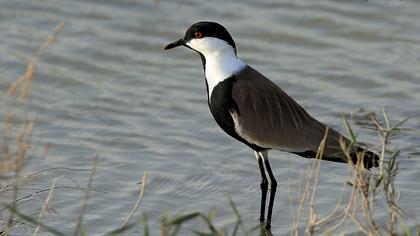 Spur-winged Lapwing