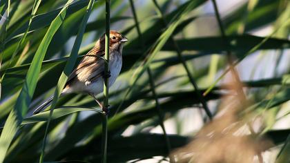 Common Reed Bunting