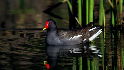 Common Moorhen