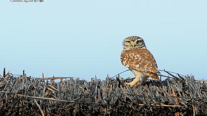 Little Owl