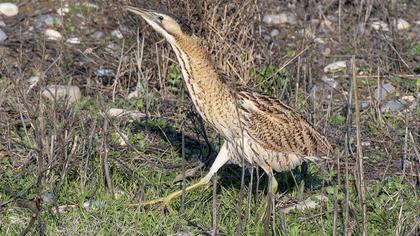 Eurasian Bittern