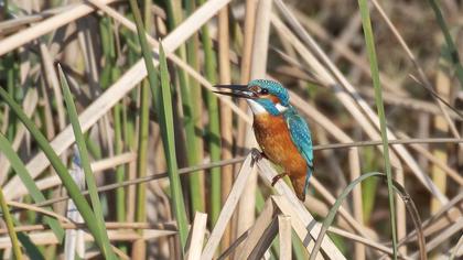 Common Kingfisher