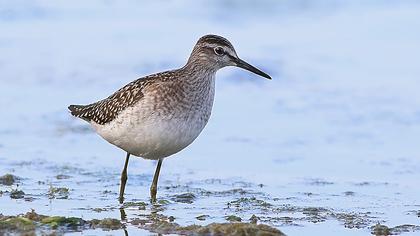 Wood Sandpiper