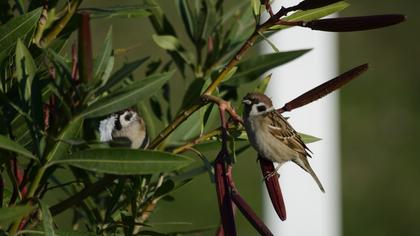 Eurasian Tree Sparrow