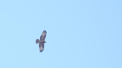 European Honey Buzzard