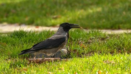Hooded Crow