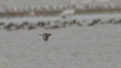 Common Ringed Plover