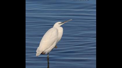 Little Egret