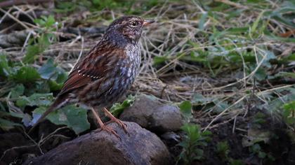 Dunnock