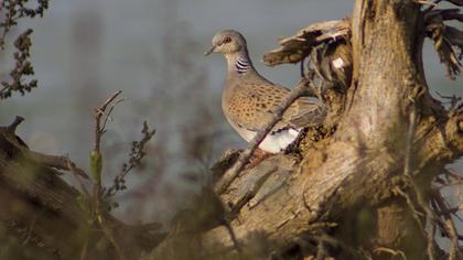 European Turtle Dove