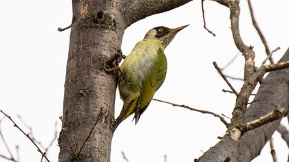 European Green Woodpecker
