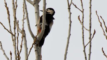 Syrian Woodpecker