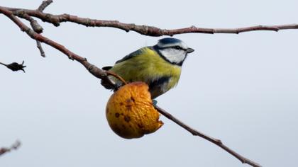 Eurasian Blue Tit