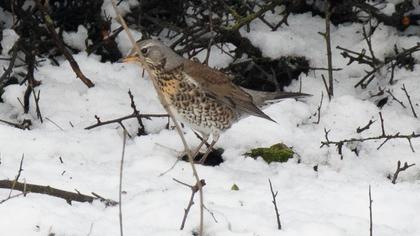 Fieldfare