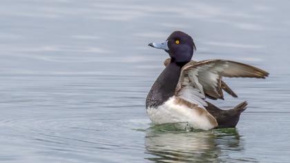 Tufted Duck