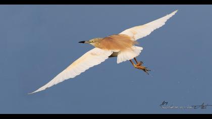 Squacco Heron