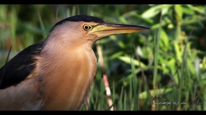 Little Bittern