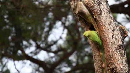 Rose-ringed Parakeet