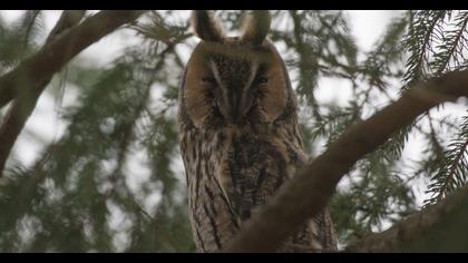 Long-eared Owl