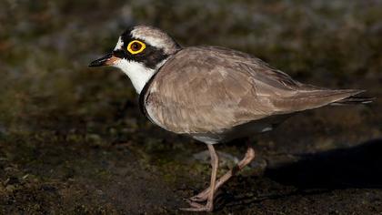 Halkalı küçük cılıbıt