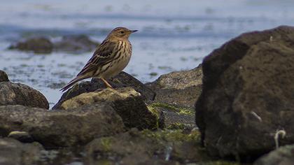 Red-throated Pipit