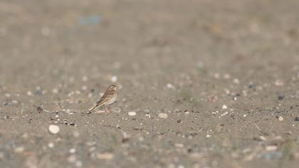 Richard`s Pipit