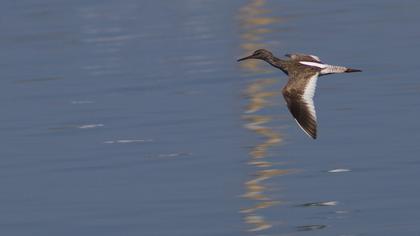 Common Redshank