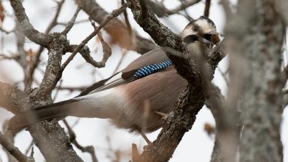 Eurasian Jay