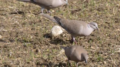 Eurasian Collared Dove