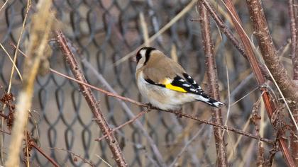 European Goldfinch