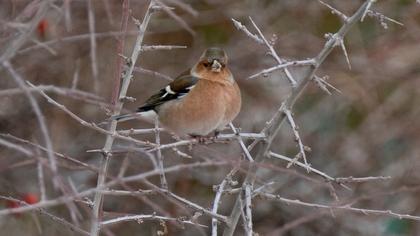 Common Chaffinch