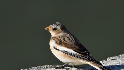 Snow Bunting