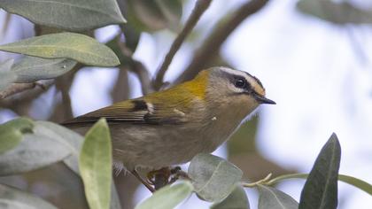 Common Firecrest