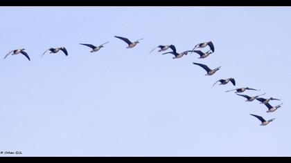 Greater White-fronted Goose
