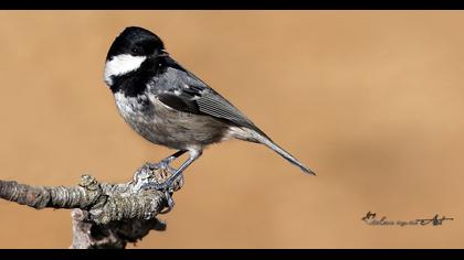Coal Tit