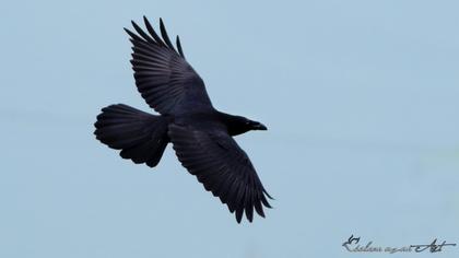 Northern Raven