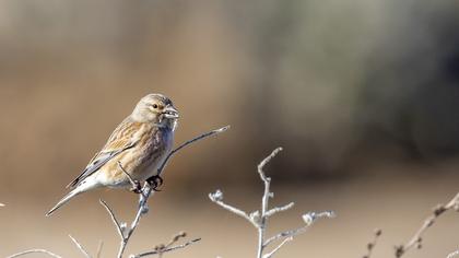 Common Linnet