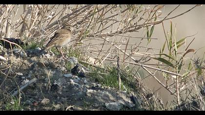 Blyth`s Pipit