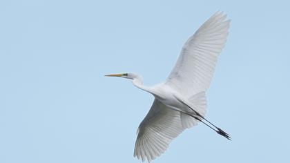 Great Egret