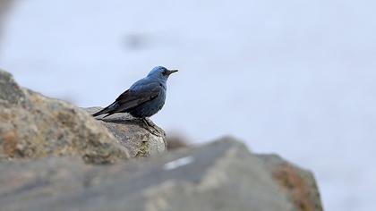Blue Rock Thrush