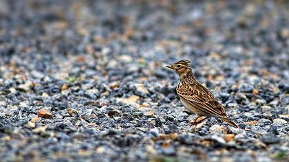 Eurasian Skylark