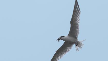 Sandwich Tern
