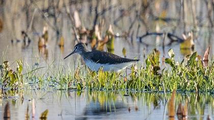 Green Sandpiper