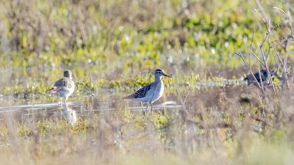 Wood Sandpiper