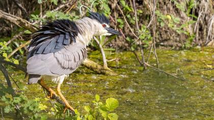 Black-crowned Night Heron