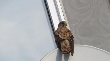 Common Kestrel