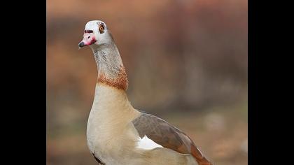 Egyptian Goose