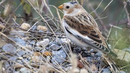 Snow Bunting