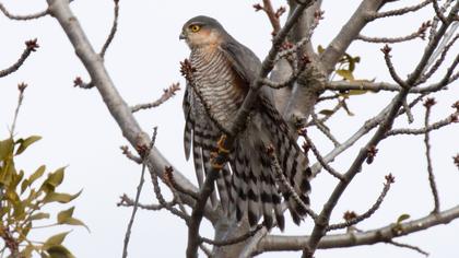 Eurasian Sparrowhawk
