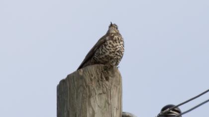 Mistle Thrush